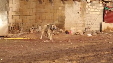 Kızgın köpek. Bekçi köpeği köyde bir evi koruyor. Köpekler köyde çok önemlidir, genellikle evleri ve hayvanları korumak için kullanılır. Sadık köpek çok sıkı muhafızlar. Hayvanlar, hayvanlar. evcil hayvan