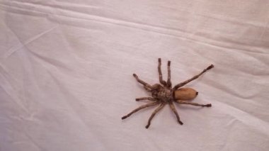 Tarantula izole edildi. Beyaz arka planda tarantula yakın plan. Süper makro tarantula. Beyaz arka planda izole edilmiş yakın plan örümceği. Süper makro örümcek. Böcek, böcek, böcek, böcek, hayvan, hayvan, vahşi yaşam, orman, vahşi doğa, bahçe.
