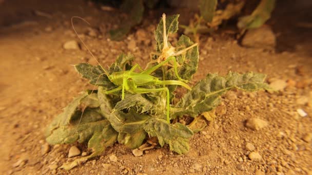 살갗을 갉아먹었습니다 잎으로 캐티도 있어요 놀랍게 위장된 곤충입니다 밀봉하는 — 비디오