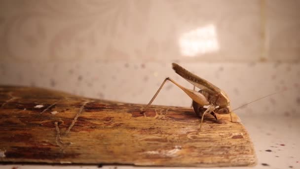 Katydid Maakte Zichzelf Schoon Katydid Geïsoleerd Sprinkhaan Geïsoleerd Krekel Geïsoleerd — Stockvideo