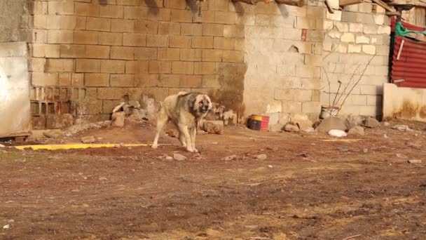 Perro Enojado Watchdog Está Custodiando Una Casa Pueblo Los Perros — Vídeos de Stock