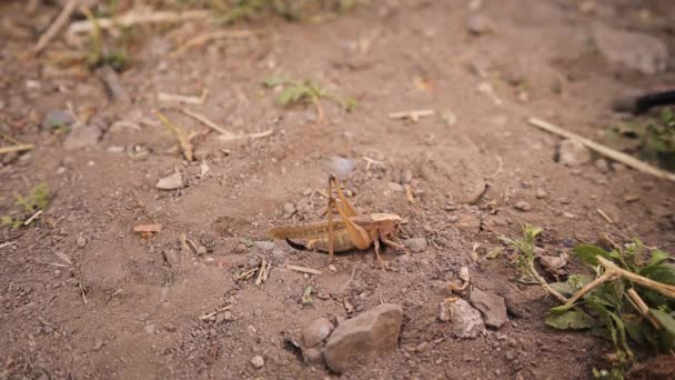 Katydid Katie Természetben Katy Álcázta Magát Álcázó Rovarok Álcázott Állatok — Stock videók