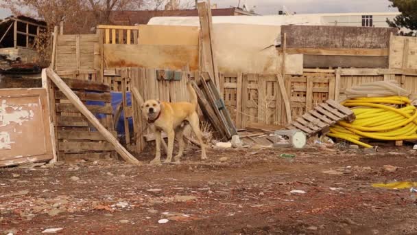愤怒的狗 看门狗守卫着村子里的一座房子 狗在村里很重要 它们通常被用来看管家庭和牲畜 忠诚的狗严守着 — 图库视频影像