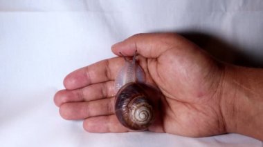 Salyangoz. Kozmetik Prosedür. Güzellik salonunda elinde bir salyangoz. Yara iyileşiyor. Salyangoz kabuğuna yakın çekim - salyangozlar, sümüklüböcekler, böcekler, böcekler, böcekler, hayvanlar, hayvanlar, vahşi yaşam