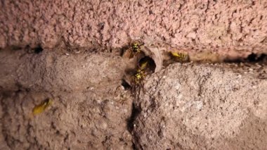 Eşek arıları yuvası, eşek arıları. Eşek arısı kovanına yakın çekim. Sarı eşekarısı, sarı eşek arısı, Avrupa eşekarısı, Alman eşekarısı, sarı ceket, Alman sarı ceketi. Böcekler, böcekler, böcekler.