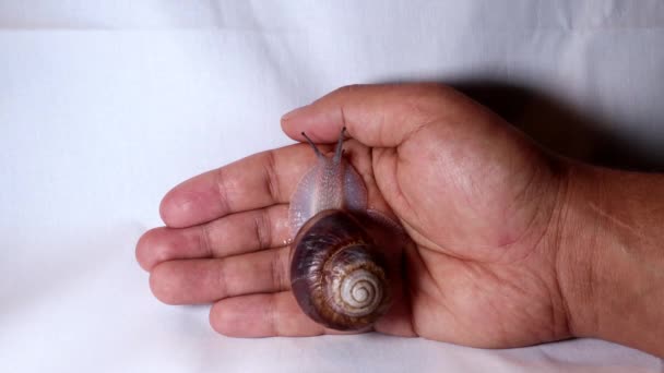 Caracol Procedimento Cosmético Caracol Mão Salão Beleza Cicatrização Feridas Close — Vídeo de Stock