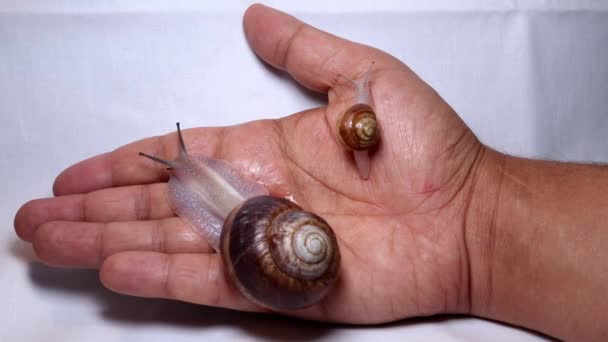 Schnecken Kosmetischer Eingriff Eine Schnecke Auf Der Hand Einem Schönheitssalon — Stockvideo