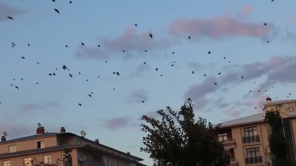 日落时候鸟穿过城市 乌鸦飞 自然中的乌鸦群 乌鸦群 动物群 鸟类聚集 鸟类迁徙 乌鸦的人群 城市里的动物 — 图库视频影像