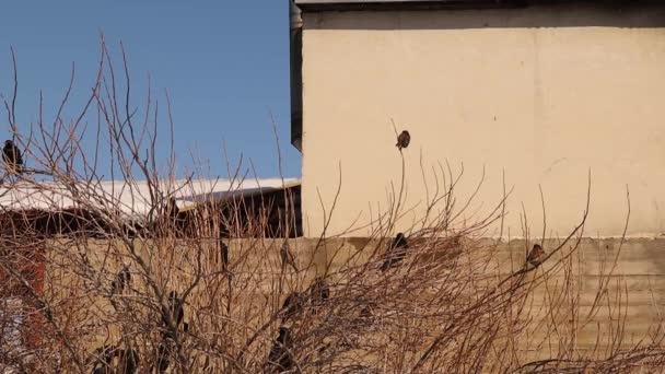 Uccelli Canterini Storni Passeri Casa Sull Albero Campagna Gli Storni — Video Stock