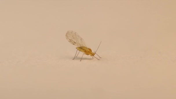 蚜虫通过刺穿白色植物的茎来吸吮食物 蚜虫在白色背景上被隔离 蚜虫是小型的吸液昆虫 阿菲多思 卡拉奇 毛绒绒白绿色的昆虫 — 图库视频影像