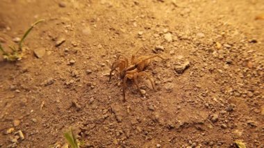 Toprakta Avrupa Su Örümceği kamuflajı. Dolomedes fimbriatus, Pisaurida familyasından bir örümcek türü. İnanılmaz derecede kamufle olmuş böcekler.
