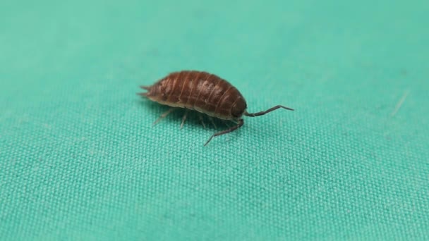 Woodlouse Pill Bug Green Background Wood Louse Isolated Also Called — Stock Video