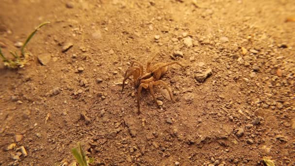 地面にヨーロッパの水蜘蛛をカモフラージュします ドロメデス フィブリアトゥス Dolomedes Fimbriatus とも呼ばれ ピサウリダ科の大型半水棲クモである 驚くほどカモフラージュされた昆虫 — ストック動画