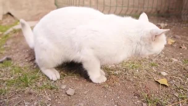 Eine Weiße Katze Hustet Könnte Man Corona Vermuten Nein Ist — Stockvideo