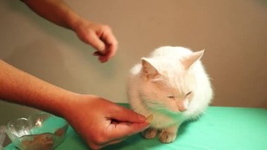 Beyaz bir kedi zehirlendikten sonra yemeği reddediyor. Veteriner, hasta kediyi gücünü koruması için besler. Veteriner kliniğinde evcil hayvan. Doktor, veteriner hekimi. Hayvanlara, hayvanlara, hayvanlara yardım etmek. eğitim videosu