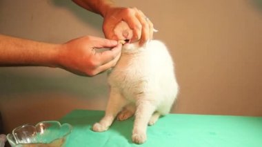 Beyaz bir kedi zehirlendikten sonra yemeği reddediyor. Veteriner, hasta kediyi gücünü koruması için besler. Veteriner kliniğinde evcil hayvan. Doktor, veteriner hekimi. Hayvanlara, hayvanlara, hayvanlara yardım etmek. eğitim videosu