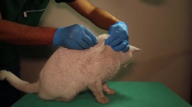 Kedi zehirlendikten sonra yemeği reddediyor. Veteriner hasta kediye deri altında TPN solüsyonu enjekte ediyor. Toplam Parenteral Beslenme (TPN) - Beslenme Bozuklukları - MSD. Veterinerlik, veteriner