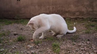 Beyaz kedi taze et yiyor. Sokak kedisi bahçedeki artıkları yiyor, evsiz. Güzel kedi, vahşi kedi. Memeliler, memeliler, hayvanlar, vahşi yaşam, vahşi doğa, orman, bahçe, park.