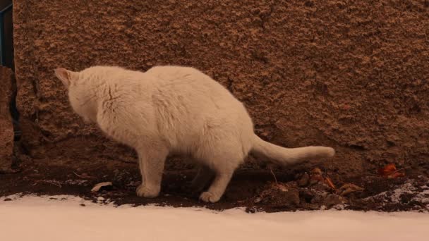 Cat Pooping Outdoors Cat Taking Dump Crap Shit Poop Cat — 图库视频影像