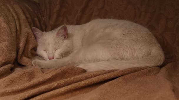 Gatto Bianco Che Dorme Sul Divano Bel Gatto Prova Dormire — Video Stock