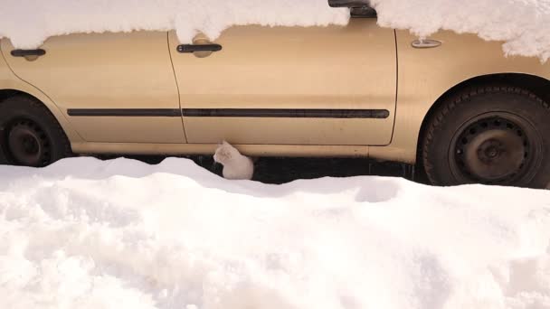 下雪天 美丽的猫躲在车底 在阳光明媚的冬天一只白猫 这只白色的小猫看起来像一个雪球 猫不喜欢冷的雪球 城市里的动物 — 图库视频影像