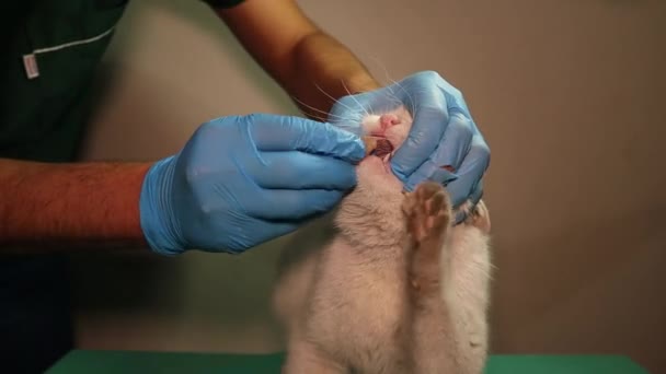白い猫は毒を盛られた後に食物を拒否する 獣医師は力を保つために患者猫に餌を与えます 獣医クリニックのペットです 獣医学 ペットを助ける 教育ビデオ — ストック動画