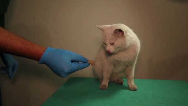 Gato Branco Recusa Comida Depois Ser Envenenado Veterinário Alimenta Gato — Vídeo de Stock