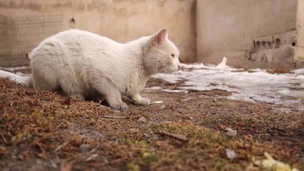 生病的猫在后院中毒后呕吐 白猫吐出了食物 小猫在户外吐痰 需要兽医 兽医诊所 — 图库视频影像