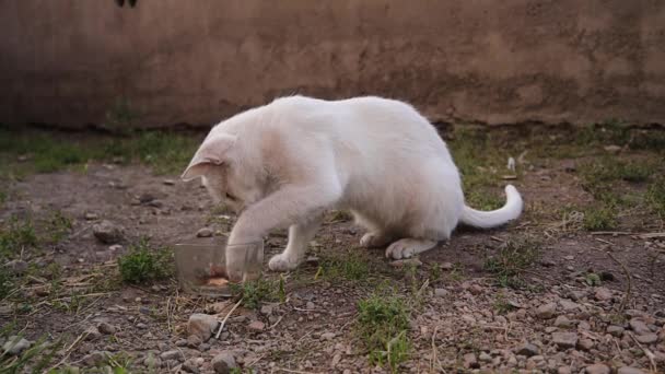 Chat Blanc Mange Viande Fraîche Chat Rue Mange Des Restes — Video