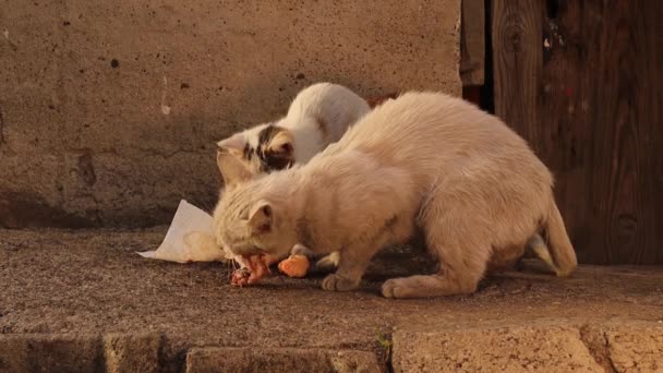 집없는 고양이는 고양이와 고양이 고양이이며 고양이는그 먹으러 수있도록 식사가 끝나기를 — 비디오