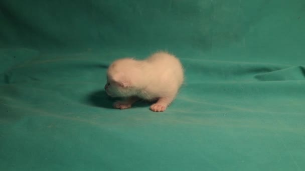 Λευκό Γατάκι Πράσινο Φόντο Γλυκό Γατάκι Απομονωμένο Μικρή Γάτα Είναι — Αρχείο Βίντεο