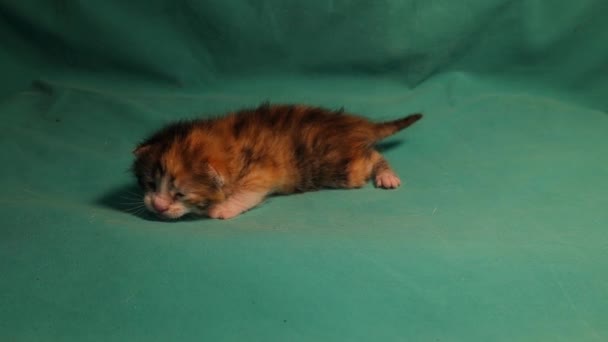 Tabby Koťátko Zeleném Pozadí Roztomilé Kotě Izolované Malé Kočce Sedm — Stock video
