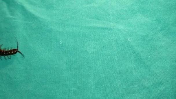 ムカデ 緑の背景に隔離されたムカデのクローズアップ ムカデ超マクロムカデの閉鎖 虫虫虫虫虫虫動物動物野生動物森森野生自然庭園 — ストック動画