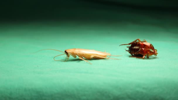 Male Smooth Cockroach Molting Its Skin Close Cockroach Green Background — Stock Video