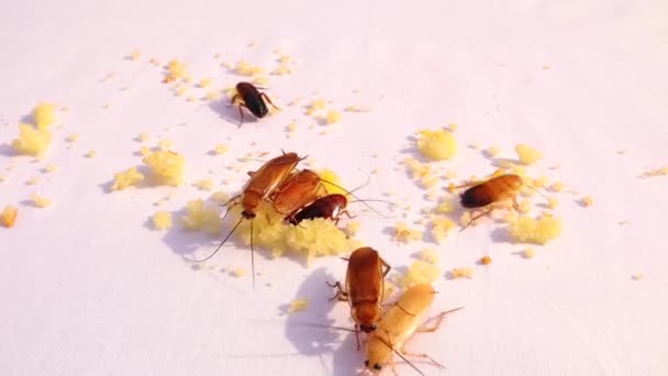 Kakerlake Glatte Kakerlaken Auf Weißem Hintergrund Kakerlaken Fressen Essensreste Nahaufnahme — Stockvideo