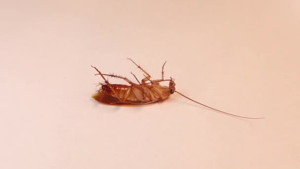 American Cockroach Isolated Cockroach Dies Repellents White Background Close Dead — Stock Video