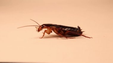 Dişi Dişi Dişi Hamamböceği beyaz arka planda izole edilmiş. Böcekler düşündüğümüz kadar kirli değildir, hamamböceği kendini temizler. Symploce pallensi. Blattellidae (Blattellidae). Bir böceğe yaklaş. hata, hata