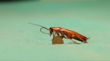 Erkek hamamböceği kendini temizler ve bir parça et yer. Yeşil arka planda izole edilmiş pürüzsüz hamamböceği. Hamamböcekleri Blattodea tarikatının böcekleridir. Böcek. Böcekler, böcekler, hayvanlar. Hijyen