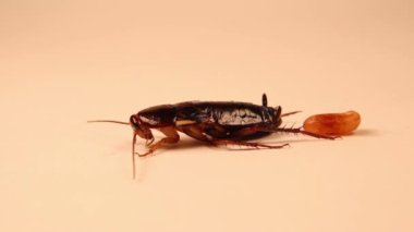 Dişi Smooth Hamamböceği 'nde normal abdominal kasılmalar yumurta yumurtladıktan hemen sonra meydana gelir. Symploce pallensi. Dictyoptera: Blattellidae