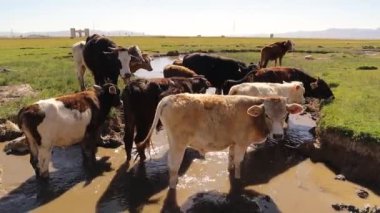 Nehir dalında yürüyen inek sürüsü. Sıcak havalarda kendilerini serinletirler. Bu buzağılar kırsalda özgürce büyür ve sonuç olarak iyi organik et verirler. Orman çiftçiliği. Agroestry 'de. süt