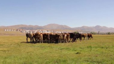 İnek sürüsü çayırda yemek yiyor. Bu buzağılar kırsalda özgürce büyür ve sonuç olarak iyi organik et verirler. Çiftlik hayvanları için bedava yem. Orman çiftçiliği. Agroestry 'de. Organik süt. inek