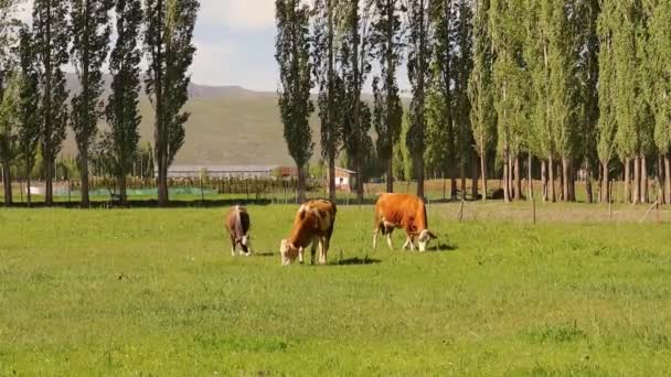 Krávy Jedí Volně Poli Mléčné Krávy Oploceném Poli Slunečného Dne — Stock video