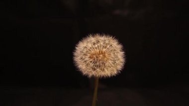 Karahindiba çiçekleri siyah arka planda yalıtılmış. Çiçekler çiçek açar. Rüzgârlar karahindiba çiçeğini tohumları uçuşmadan sallar. Tohumlar karahindibadan kurtulmak için güçlü bir rüzgara ihtiyaç duyar.