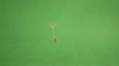 Yeşil arka planda karahindiba tohumu izole edilmiş. Üflüyor. Ayrıntılı kapalı karahindiba tohumları yukarı doğru uçar, herhangi bir video sunumu veya animasyon filmi veya sinematik klipler veya film projesi geliştirmek için kullanın