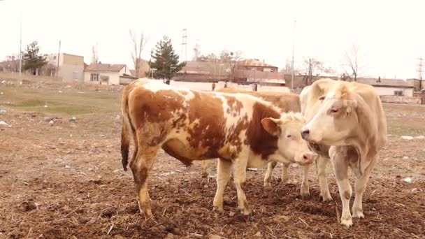 Коровы Телята Свободно Разводятся Сельской Местности Мальчик Ухаживает Коровами Летних — стоковое видео
