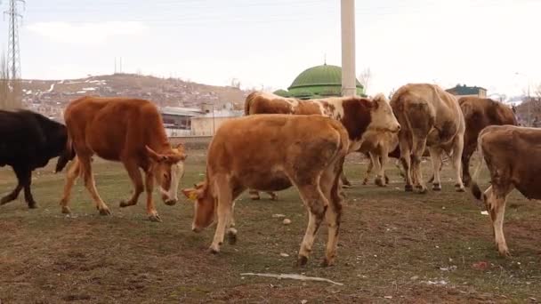 Estas Vacas Touros Bezerros São Criados Livremente Campo Estas Vacas — Vídeo de Stock