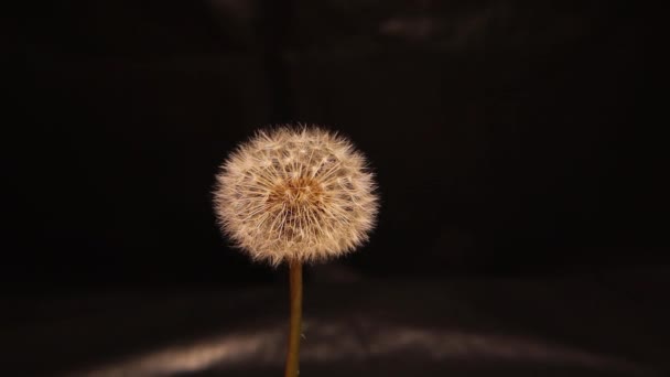 Challenge Concept Whatever Circumstances Whatever Happened Must Stand Again Dandelion — Stock Video