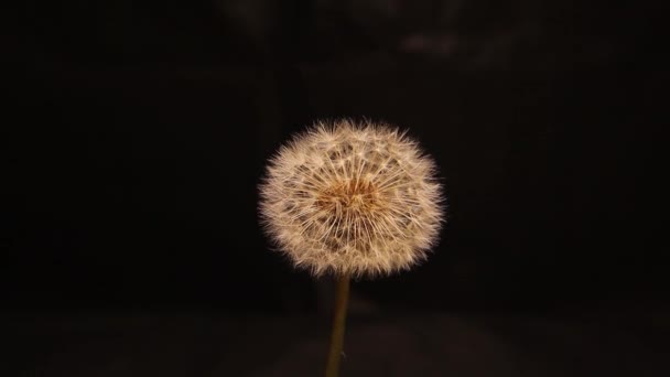 黒い背景に孤立したタンポポの花 花の花 柔らかい風がその種子が飛ぶことなくタンポポの花を振る — ストック動画