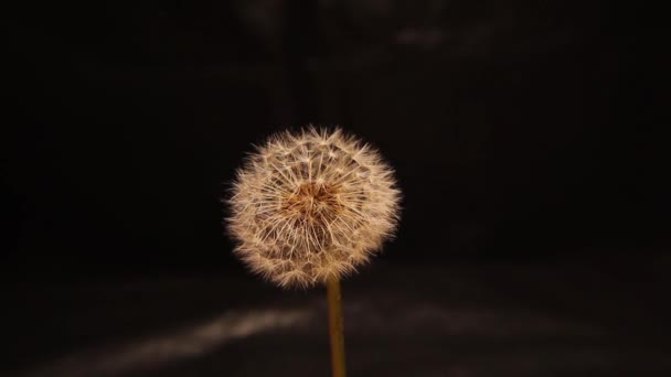 Pissenlit Soufflant Isolé Sur Fond Noir Fragile Fleur Pissenlit Blanc — Video