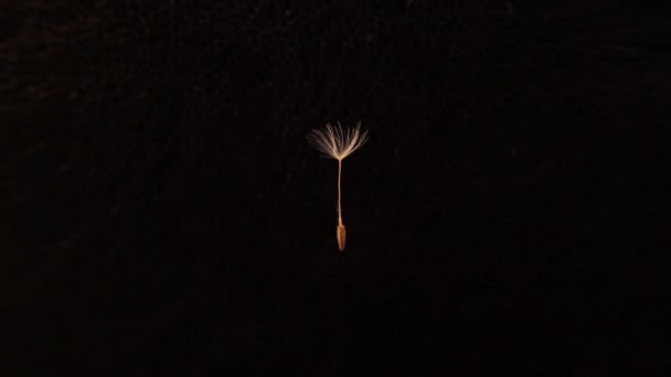 蒲公英在黑色背景上被隔离 脆弱的白色蒲公英花朵被风吹走了 接近慢动作 花绽放 风传播 蒲公英等植物的种子 — 图库视频影像